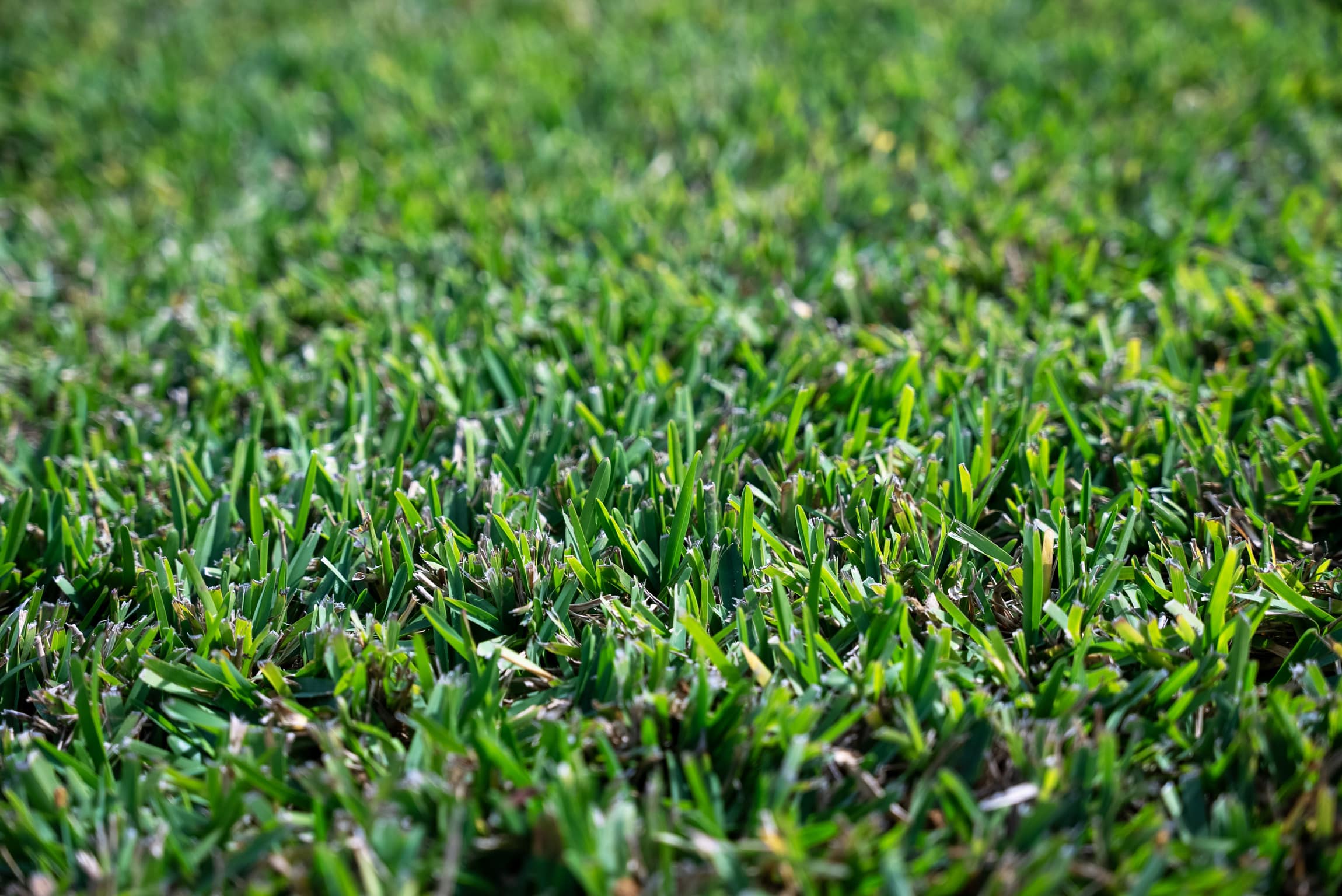Cobalt® Hybrid St. Augustine 450 SQFT - Image 3