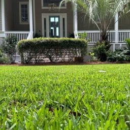 Cobaltยฎ Hybrid St. Augustine 450 SQFT