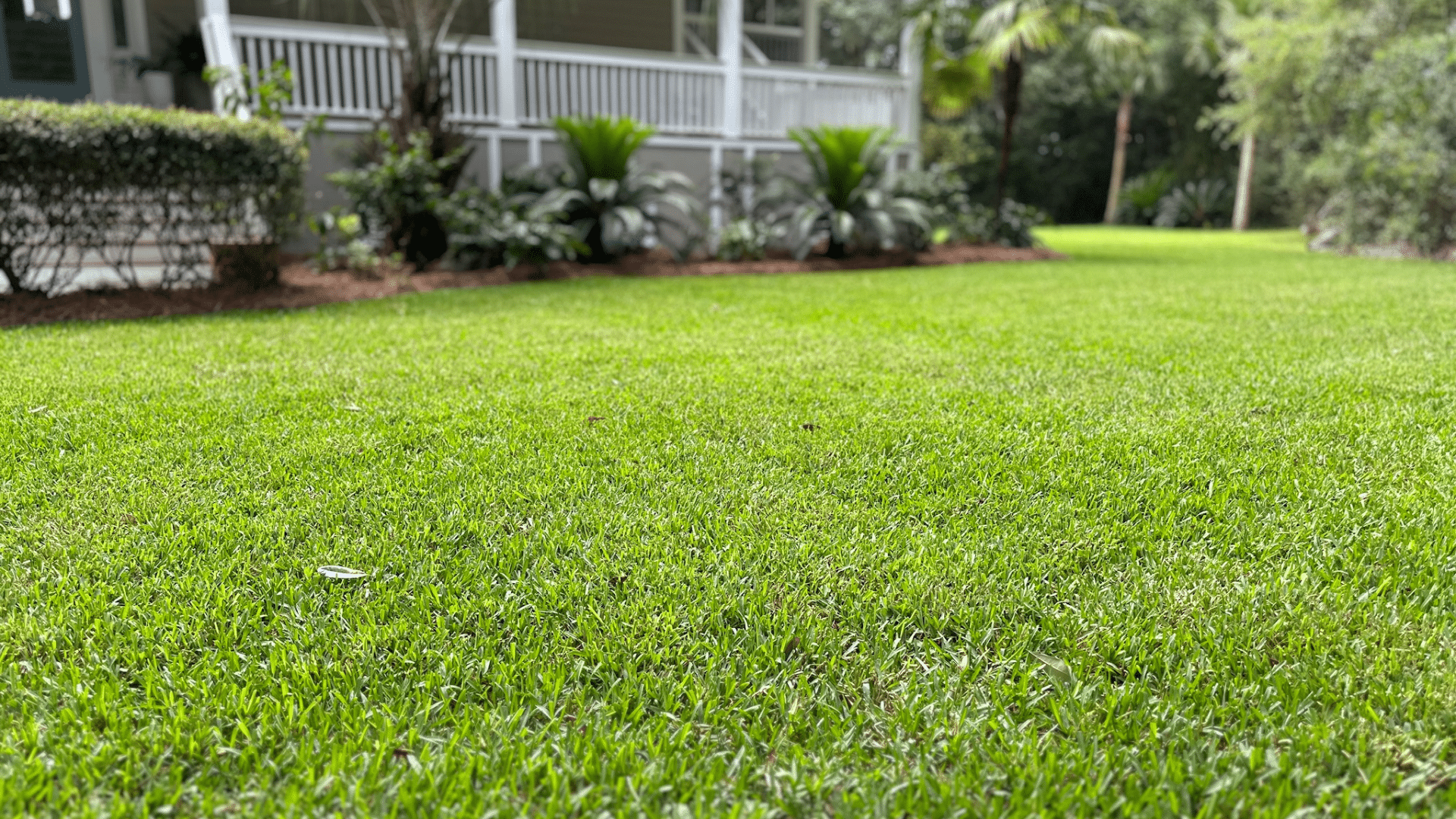 Cobalt® Hybrid St. Augustine 450 SQFT - Image 2
