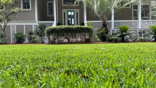 Cobalt Hybrid St Augustine on a front yard.